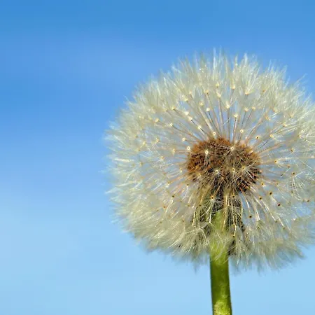 Appartamento Pusteblume Wangen im Allgäu
