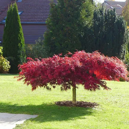 Appartamento Pusteblume *