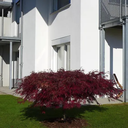 Pusteblume Wangen im Allgaeu