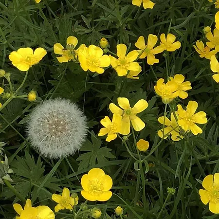 Pusteblume Apartment