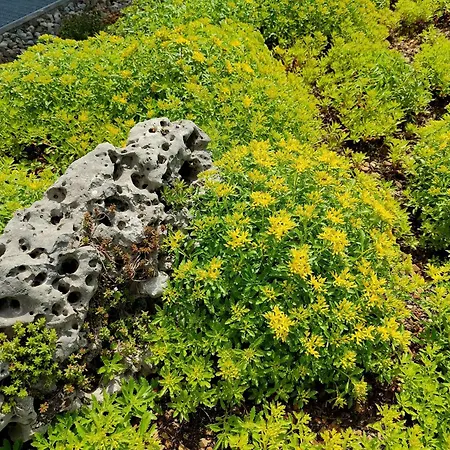 Appartamento Pusteblume Wangen im Allgäu