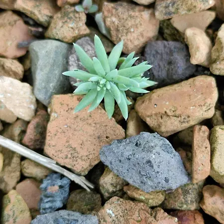 Pusteblume Апартаменты